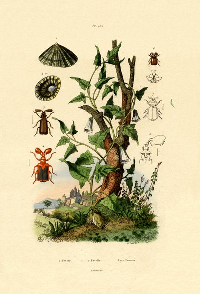 Peruna, 1833-39 tekijältä French School